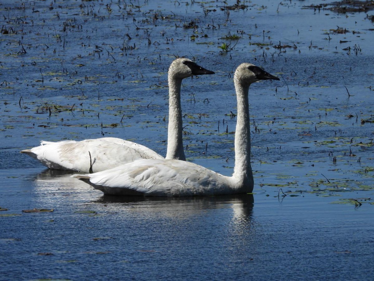 Trumpeter Swan - ML622413969