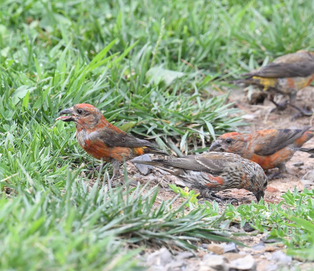 Red Crossbill - ML622413971