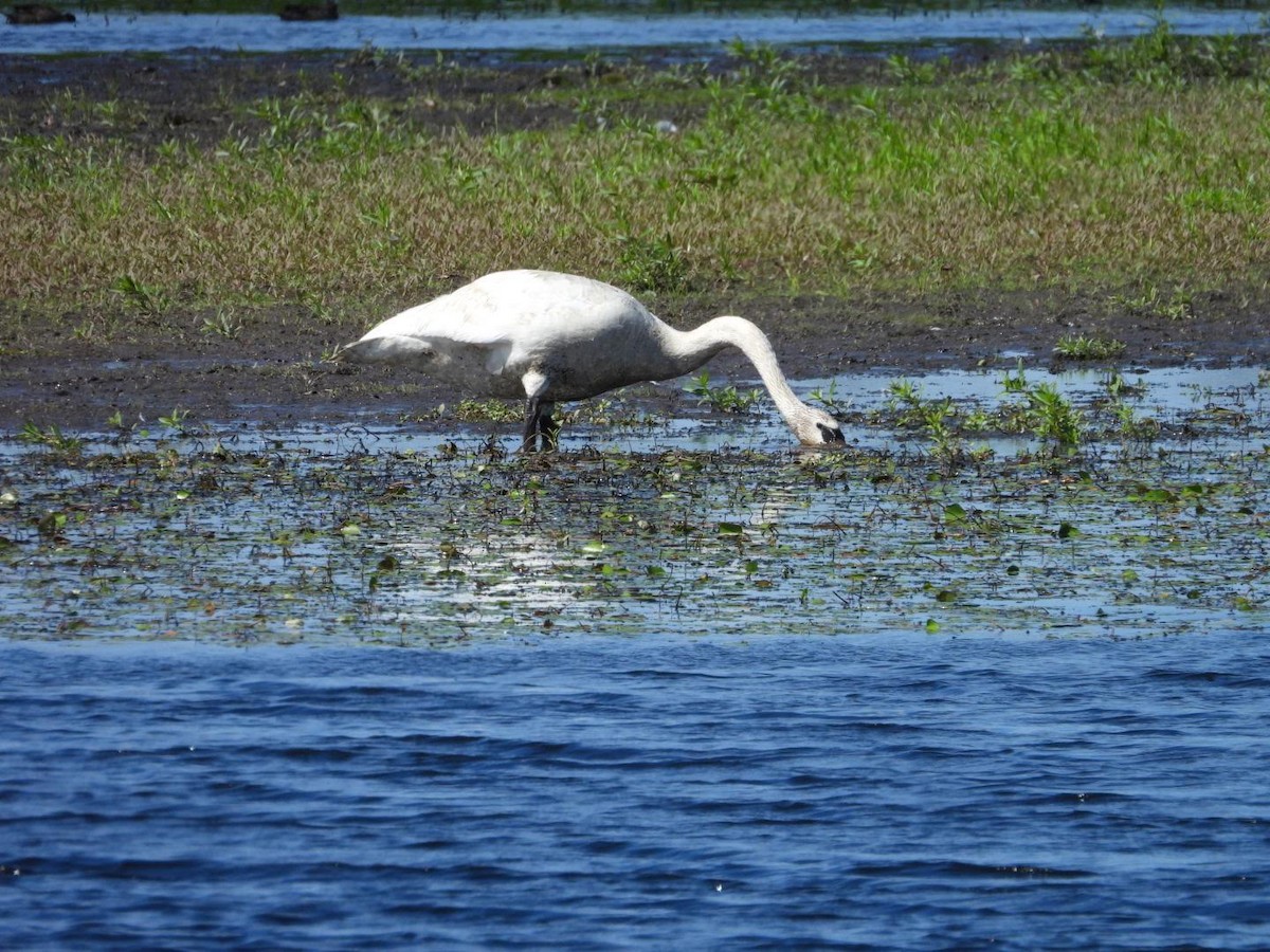 Trumpeter Swan - ML622413988