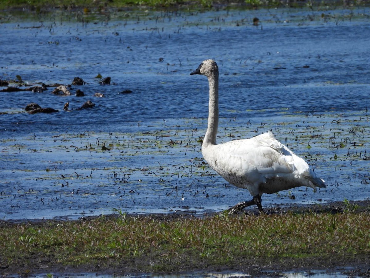 Trumpeter Swan - ML622413998