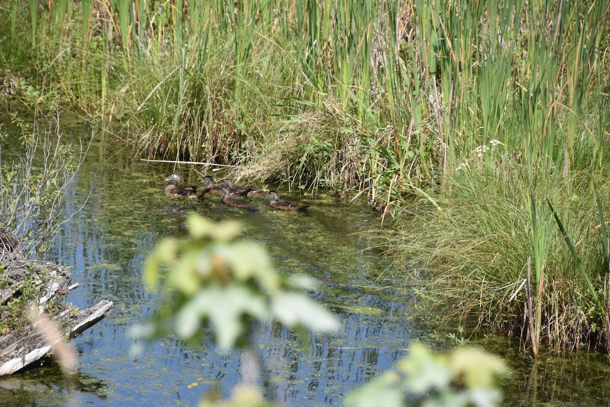 Wood Duck - ML622414024