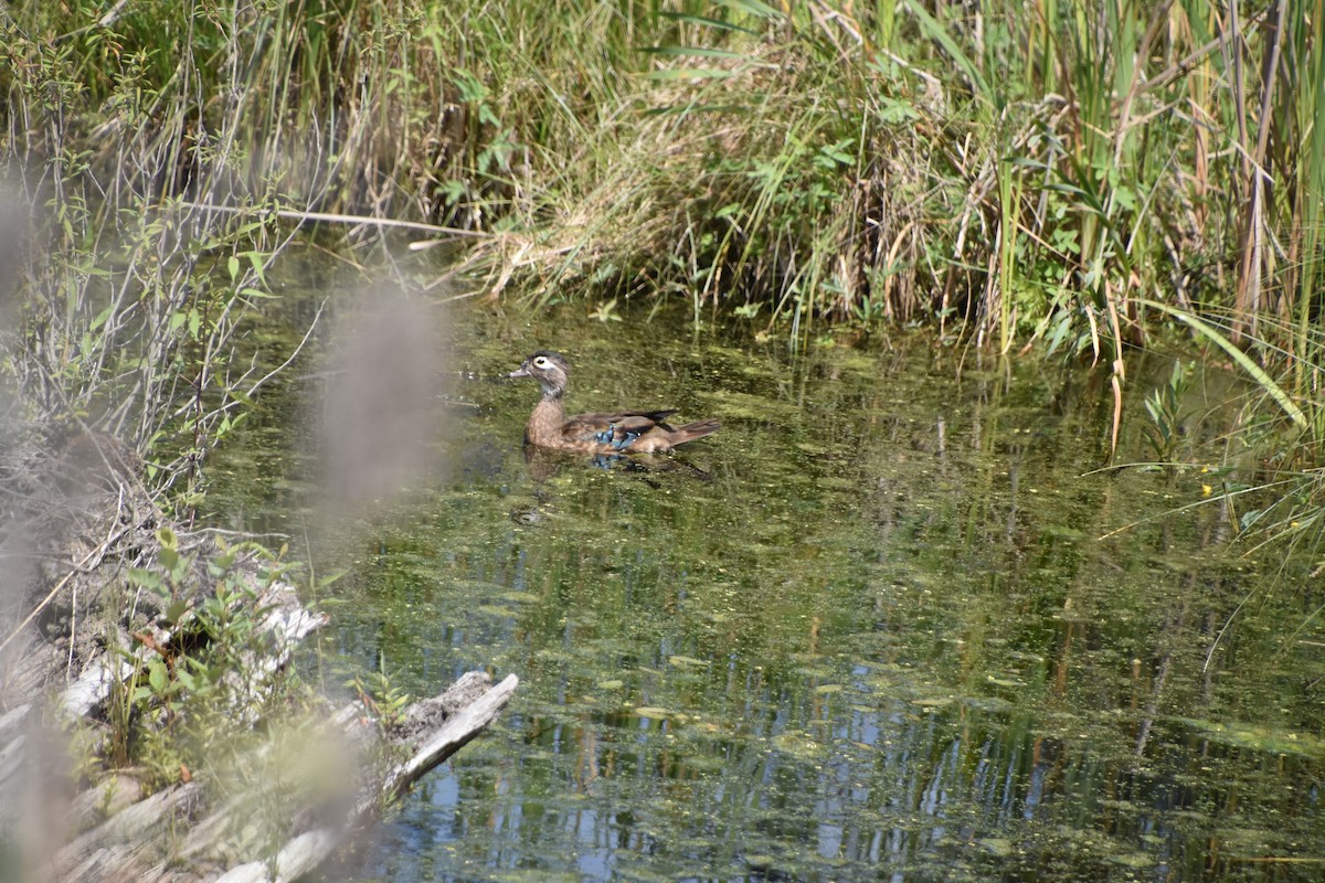 Wood Duck - ML622414025