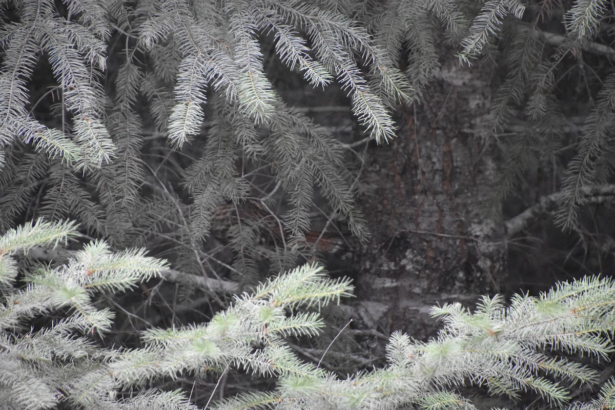 Ruffed Grouse - ML622414034