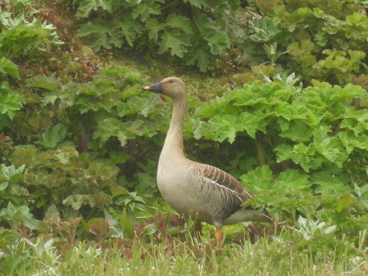 Taiga Bean-Goose - ML622414051