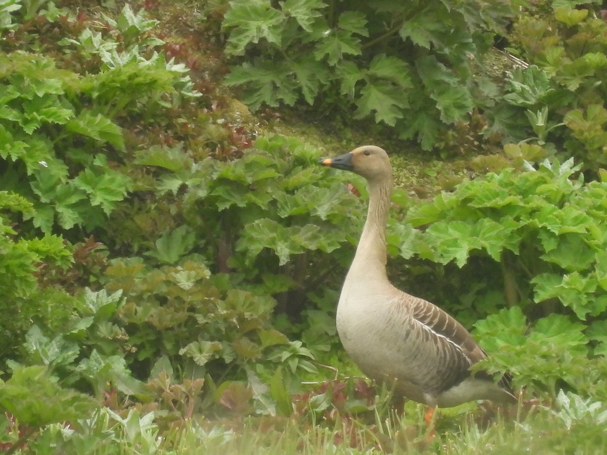 Taiga Bean-Goose - ML622414052