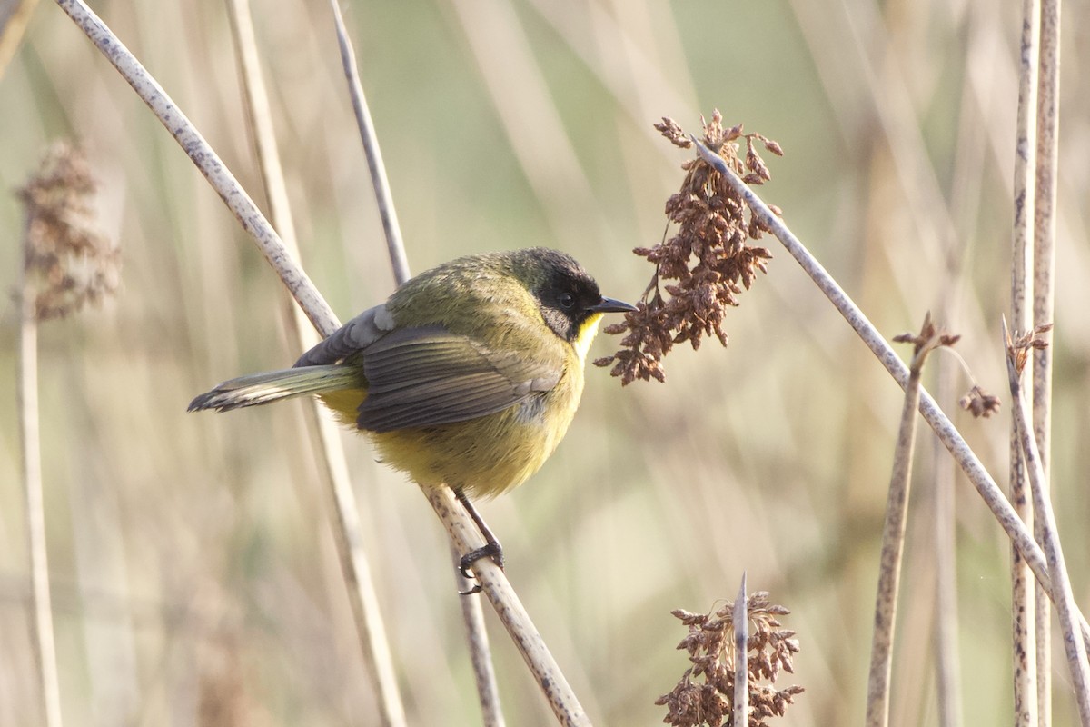 Black-polled Yellowthroat - ML622414056