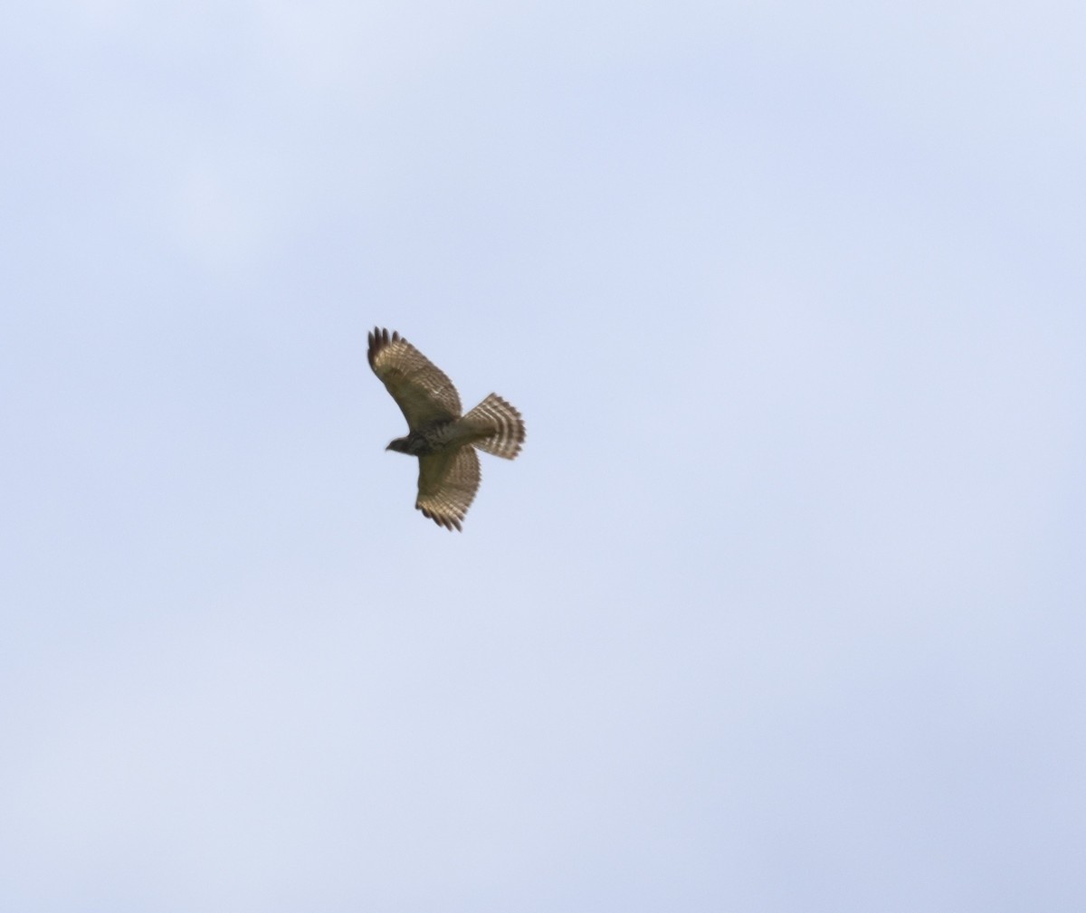 Red-shouldered Hawk - ML622414100