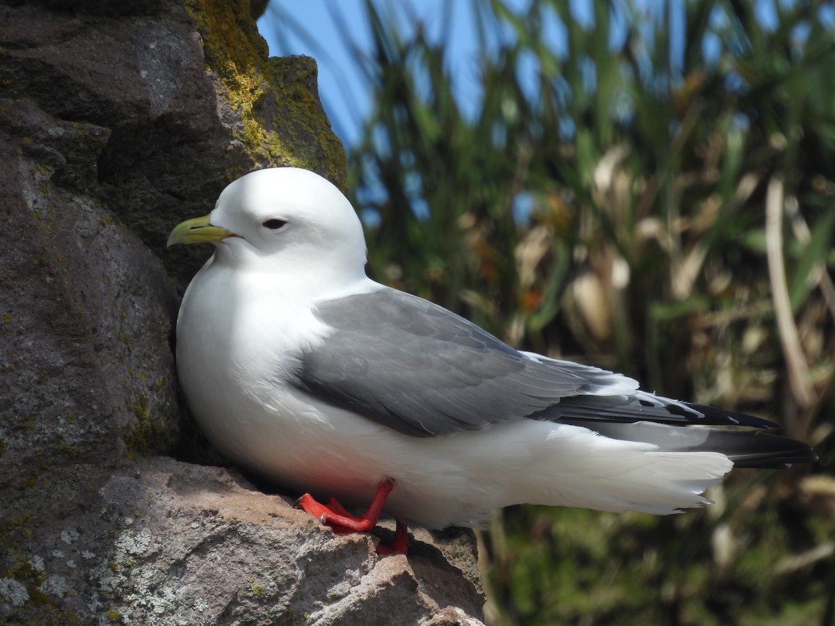 Red-legged Kittiwake - ML622414145