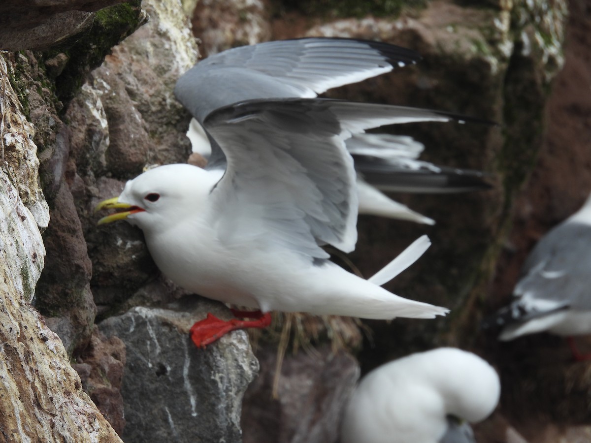 Red-legged Kittiwake - ML622414146