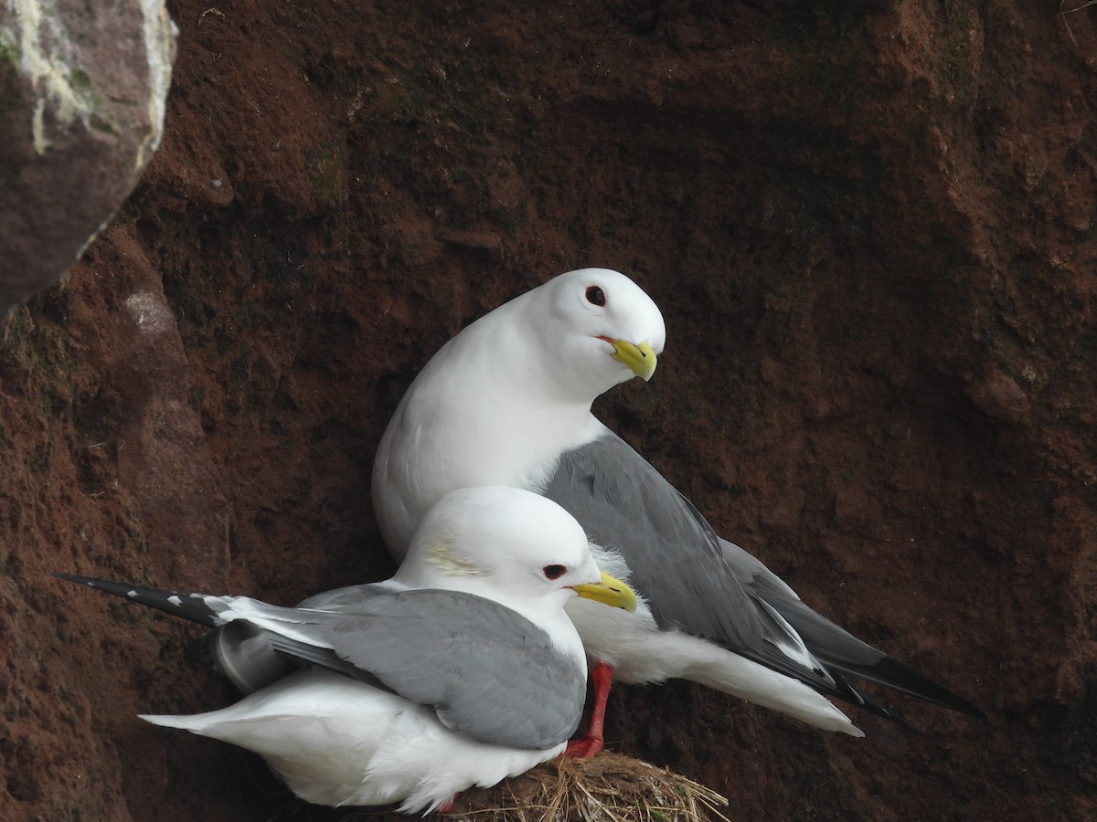 Red-legged Kittiwake - ML622414147