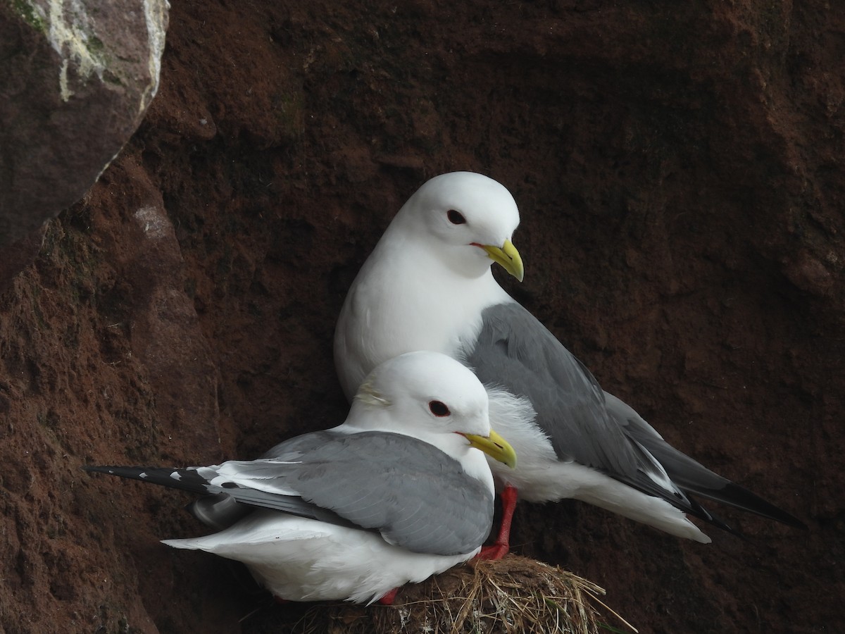 Red-legged Kittiwake - ML622414148