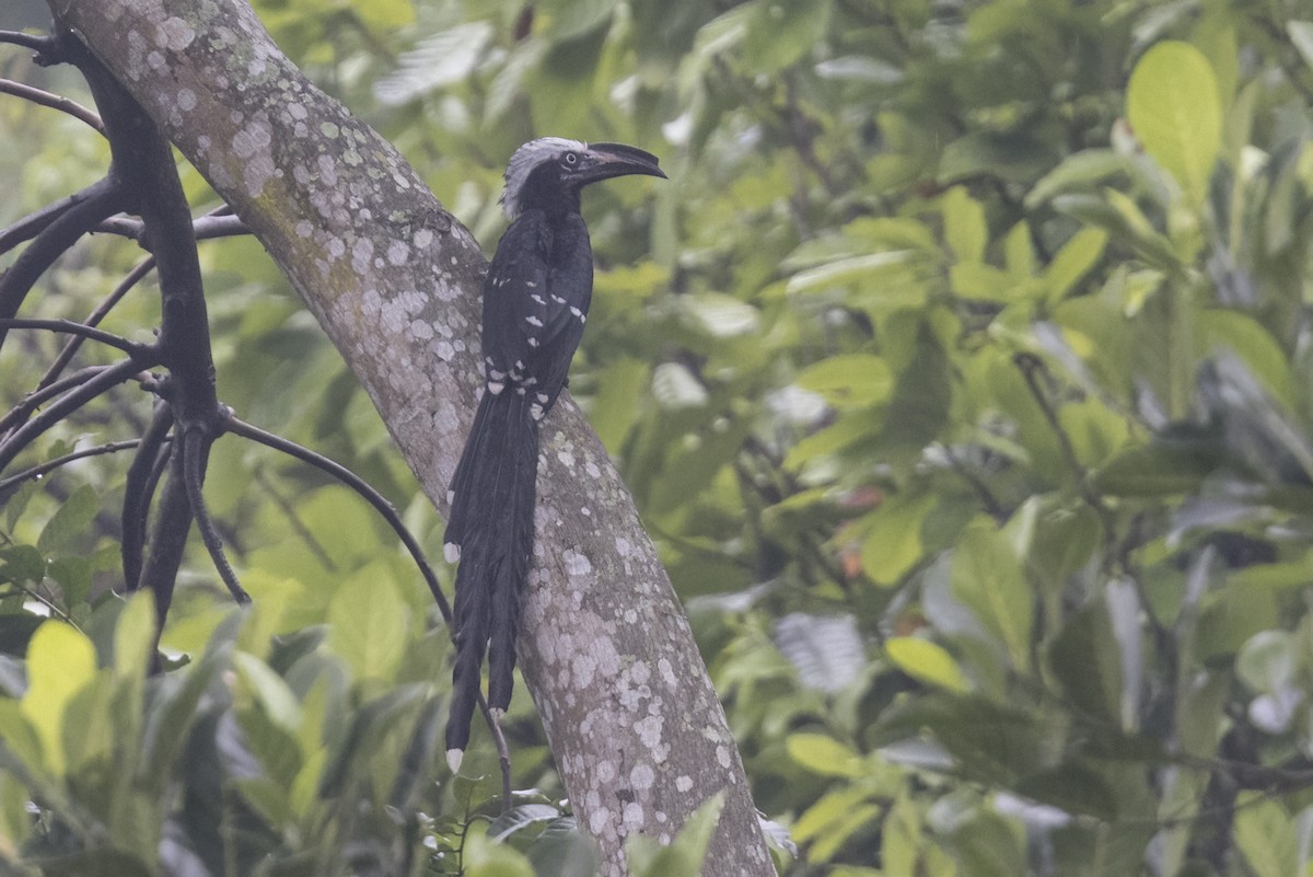 Eastern Long-tailed Hornbill - ML622414159