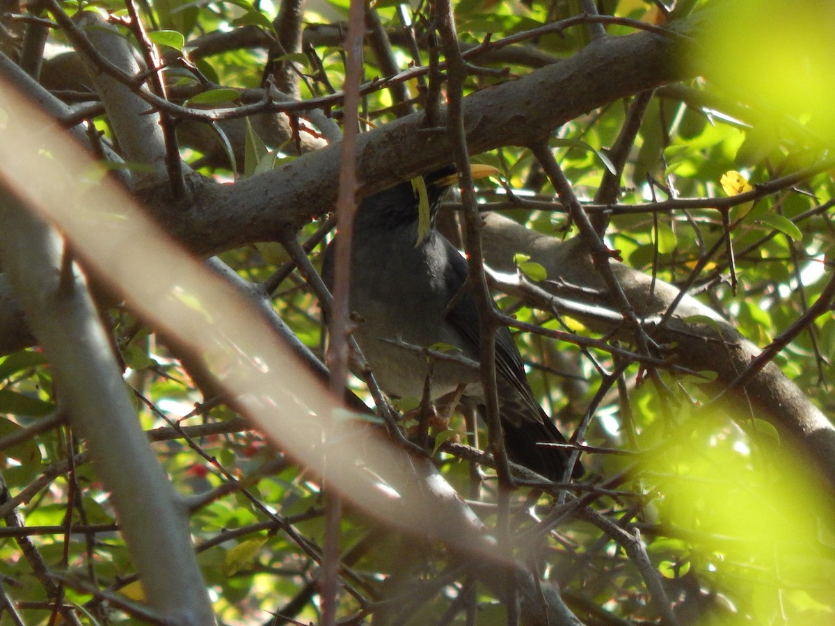 Andean Slaty Thrush - ML622414196