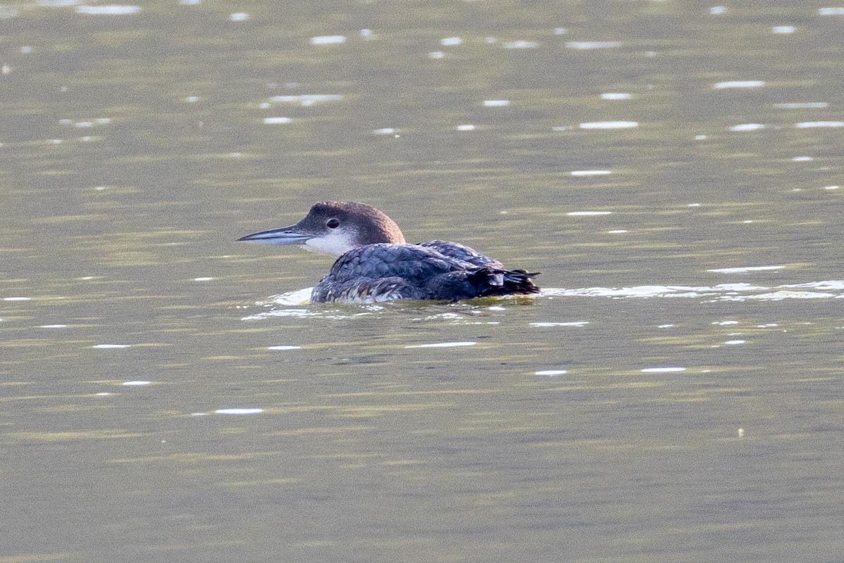 Common Loon - ML622414289