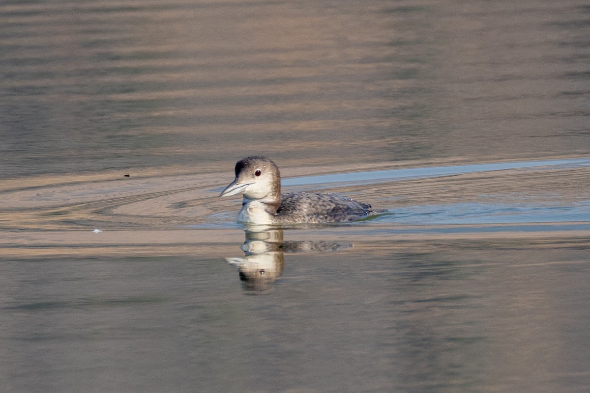 Common Loon - ML622414291