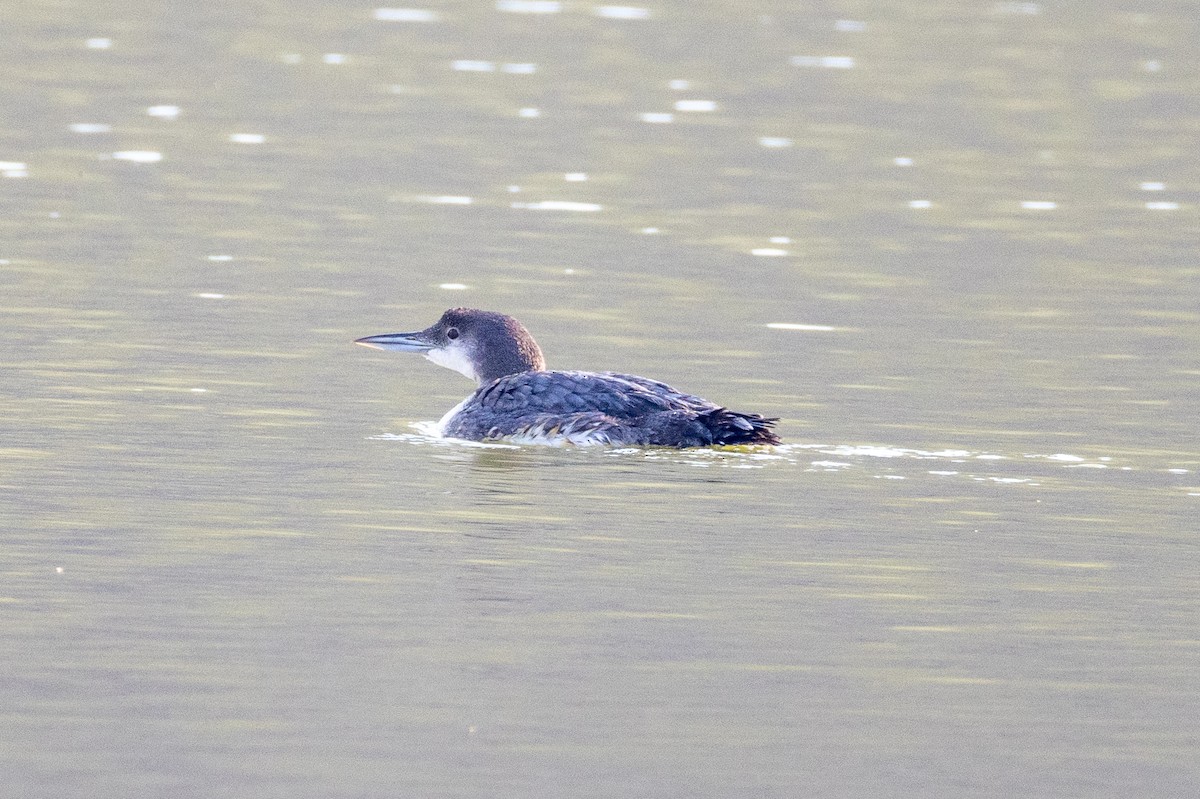 Common Loon - ML622414292