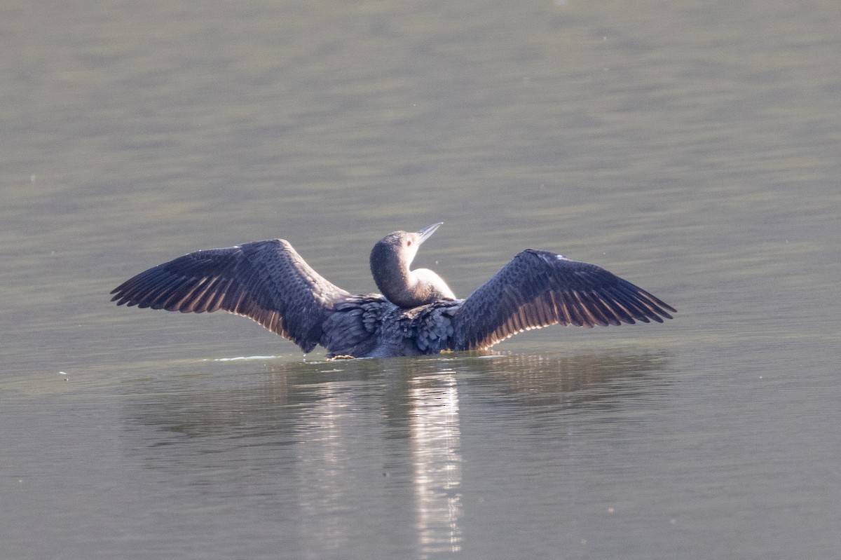Common Loon - ML622414293