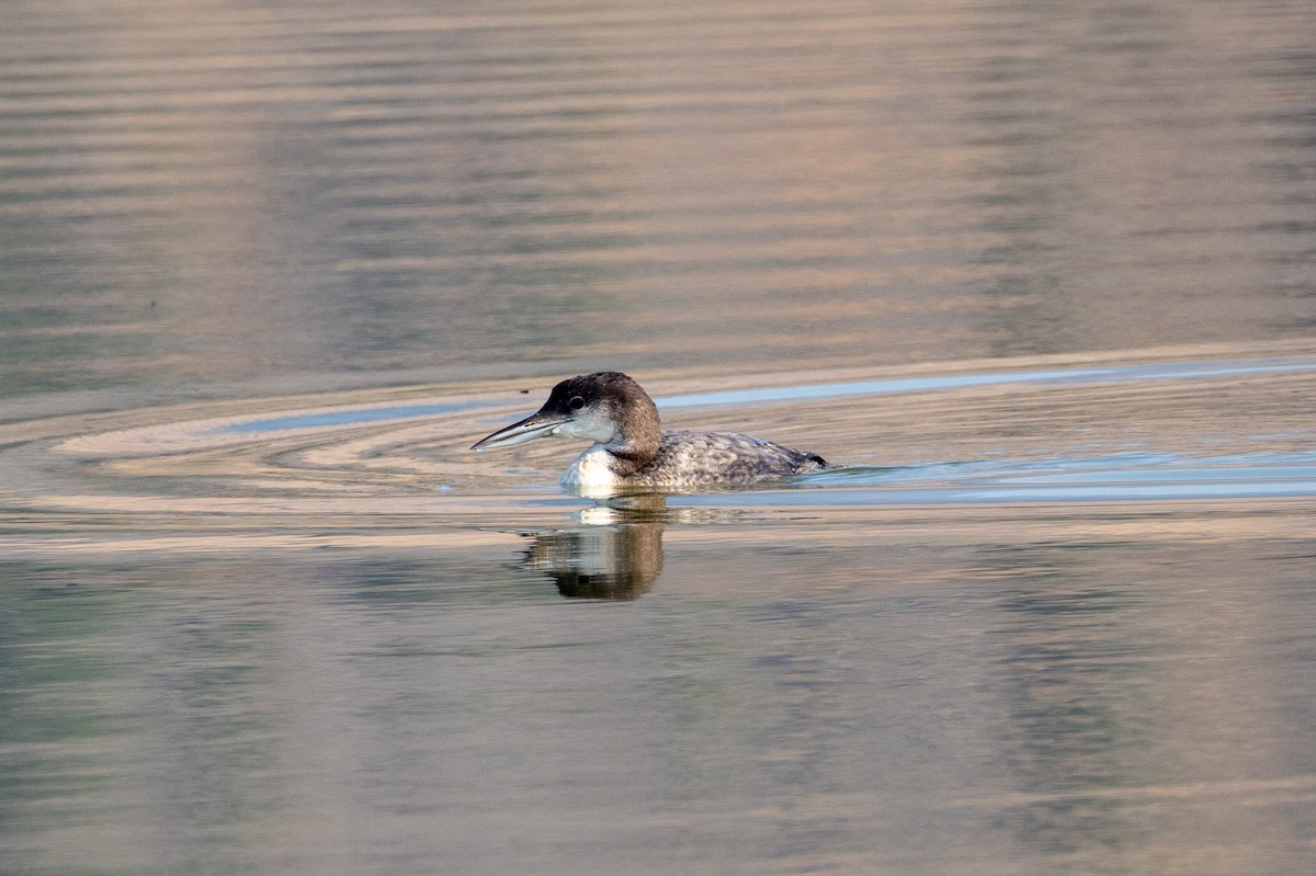Common Loon - ML622414294