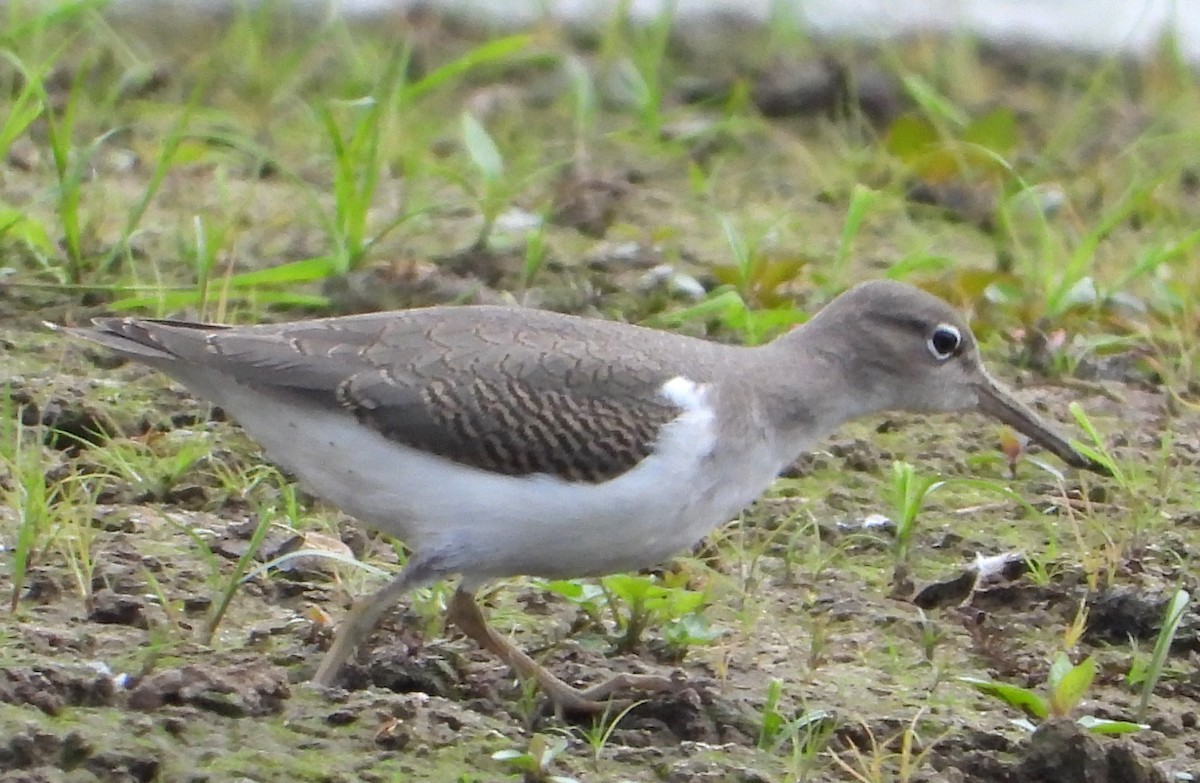 Spotted Sandpiper - ML622414299