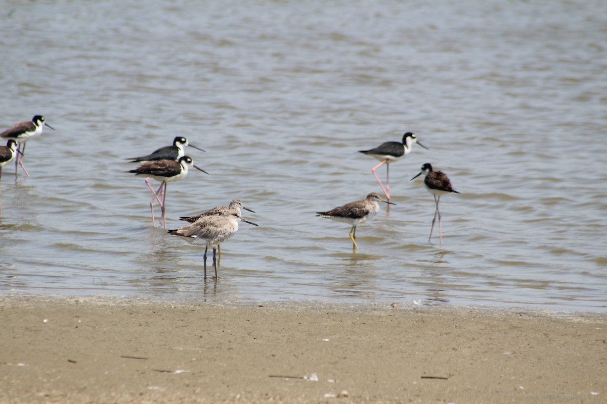 Black-necked Stilt - ML622414356