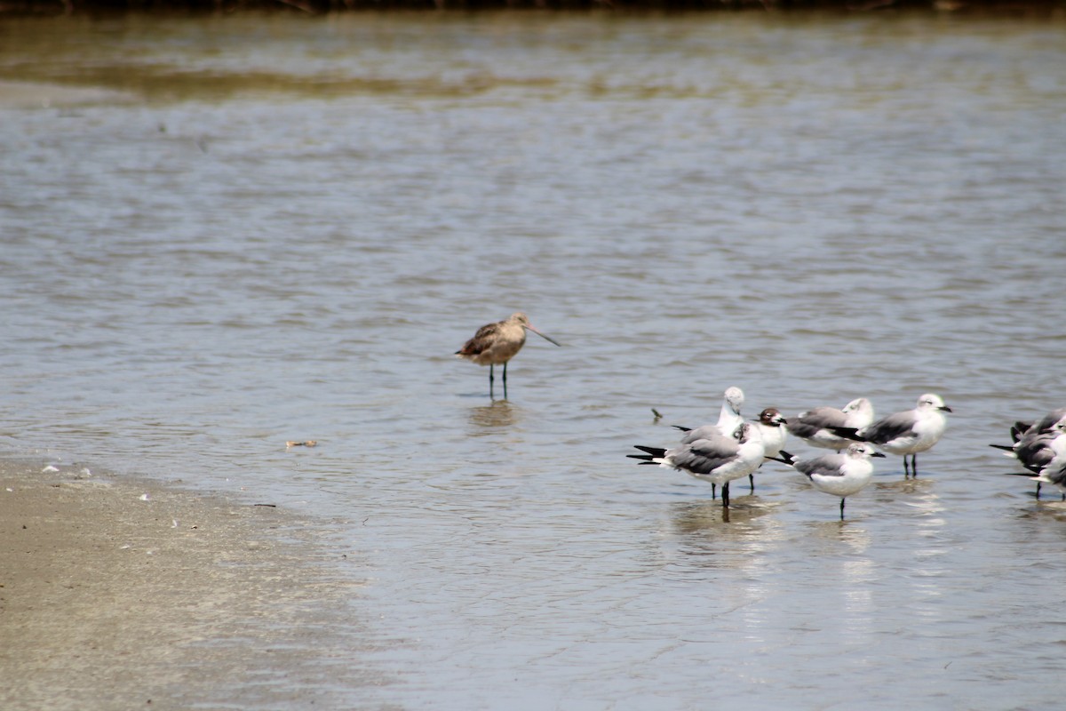 Marbled Godwit - Katherine Pearson