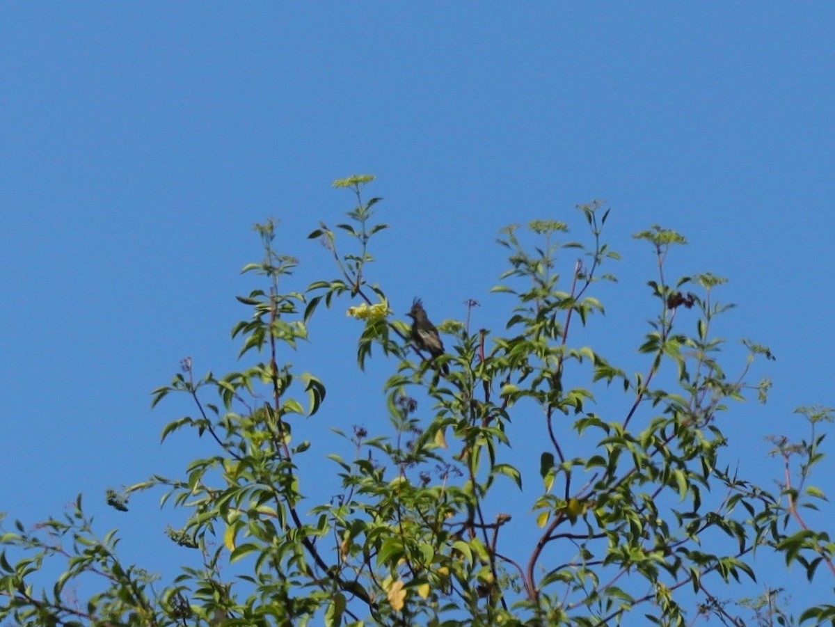 Phainopepla - Drew Hatcher