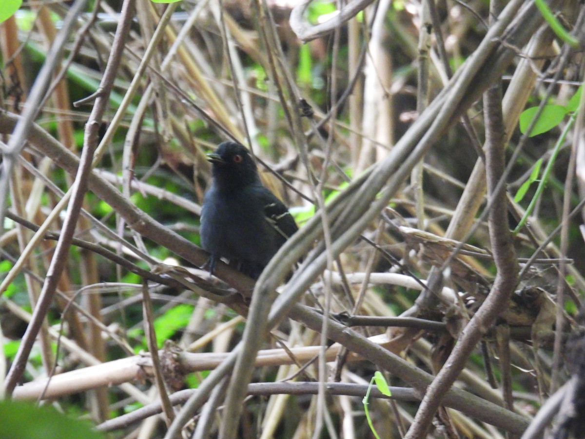 Black-tailed Antbird - ML622414431