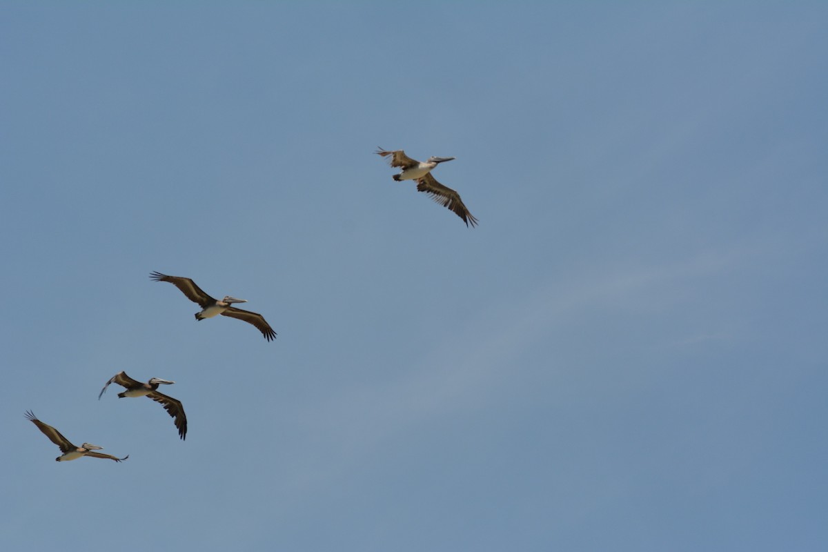 Brown Pelican - ML622414433