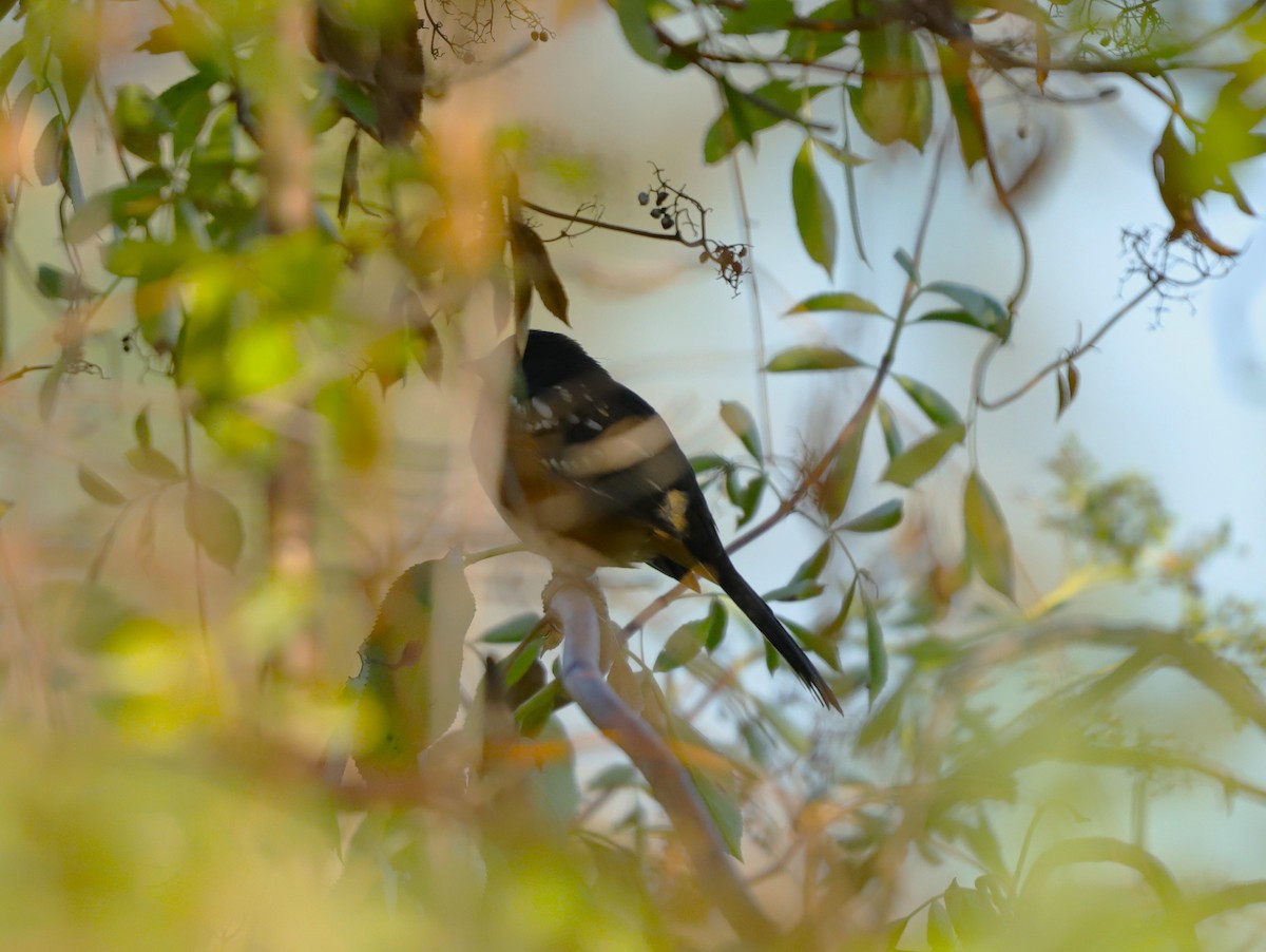 Spotted Towhee - ML622414457