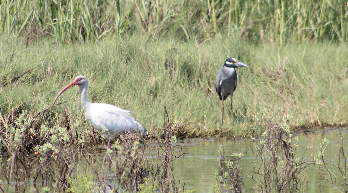 Yellow-crowned Night Heron - ML622414464