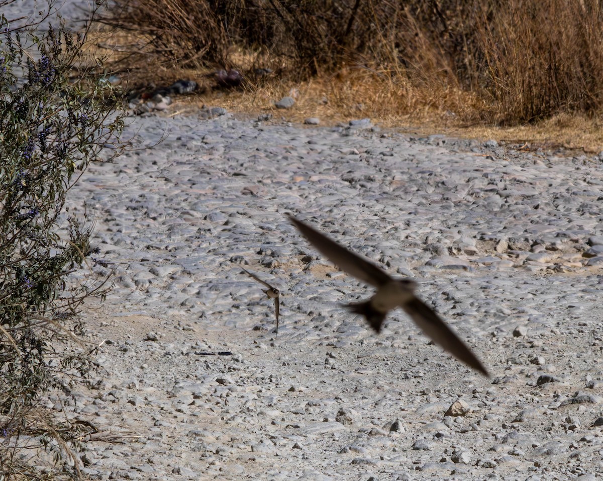 Andean Swift - ML622414472