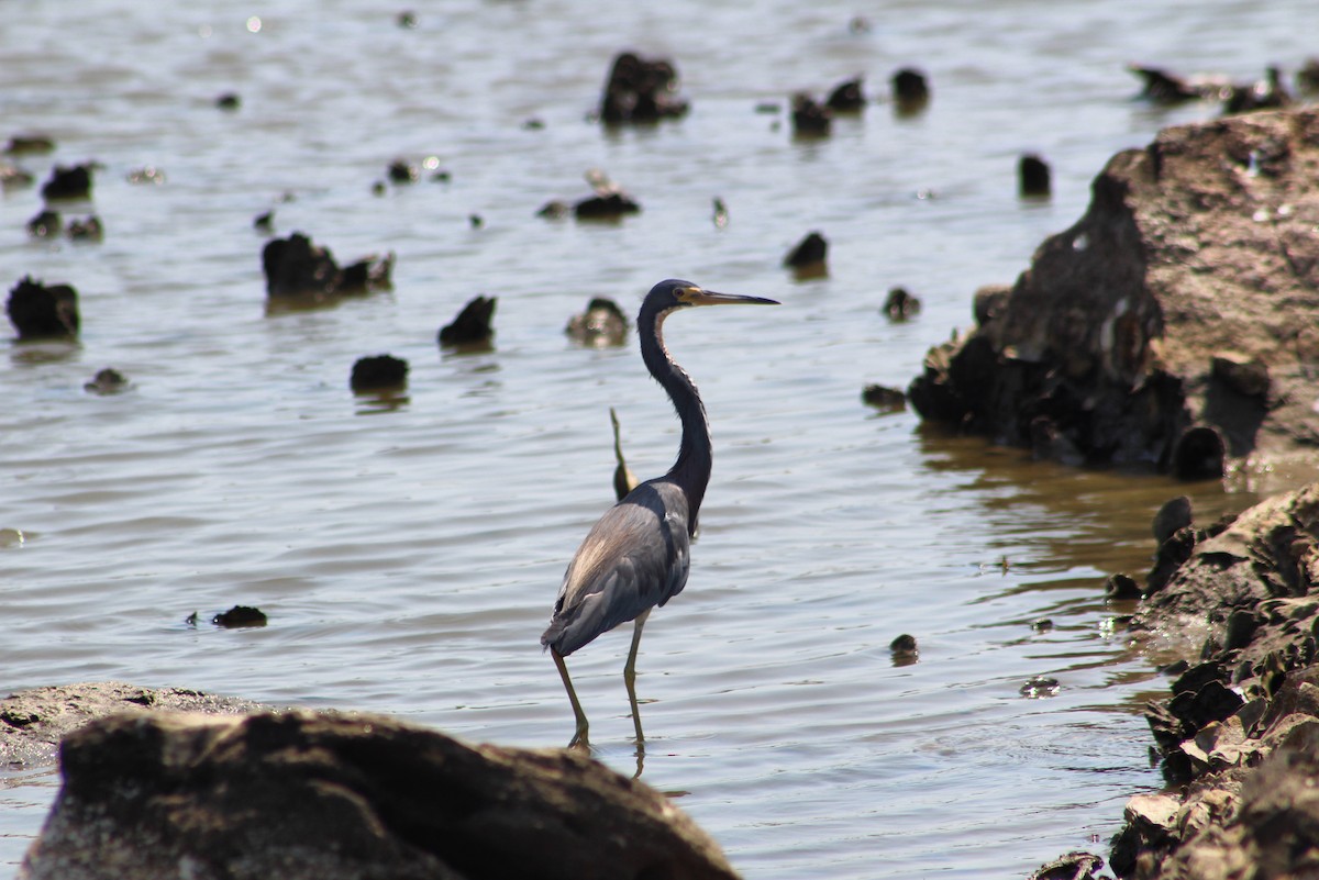 Tricolored Heron - ML622414481