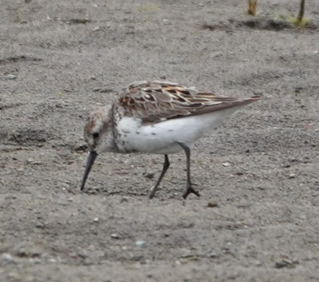 Western Sandpiper - Justin Cook