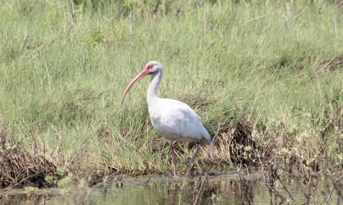 White Ibis - ML622414492