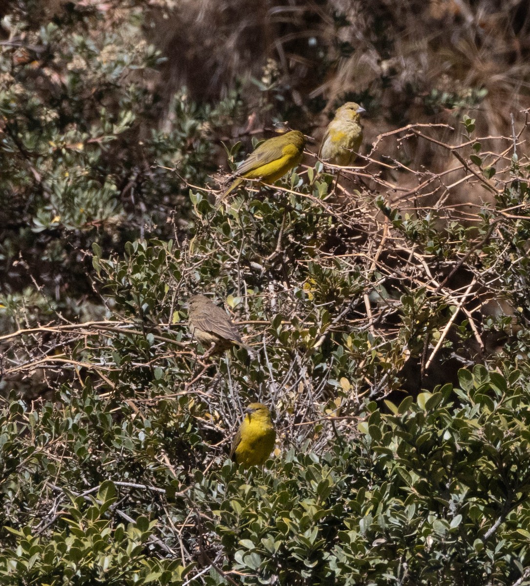 Greenish Yellow-Finch - ML622414506