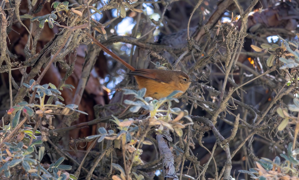 Tawny Tit-Spinetail - Jennifer Nelson