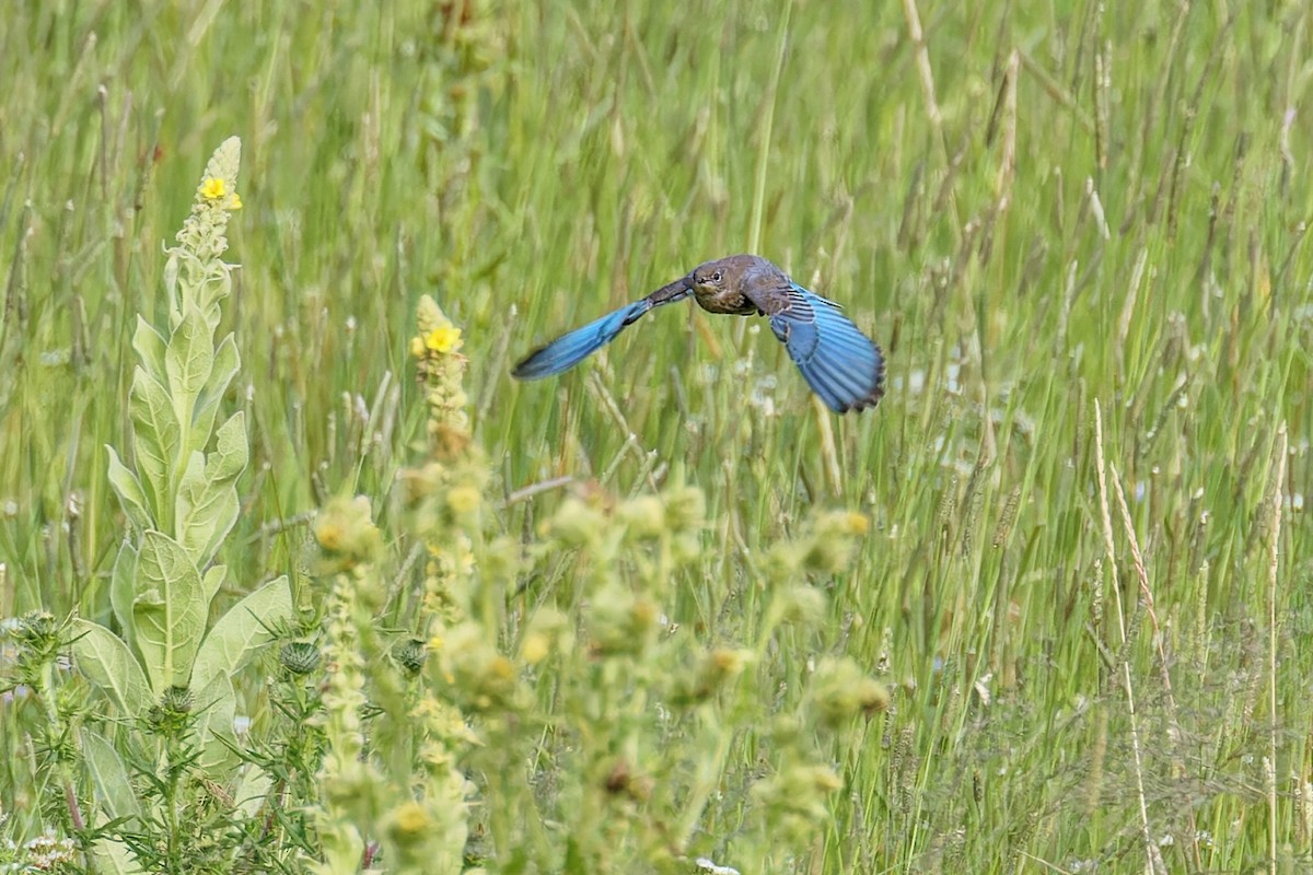 Mountain Bluebird - ML622414654