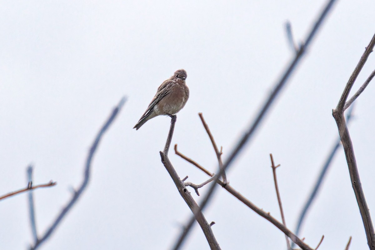 Mountain Bluebird - ML622414660