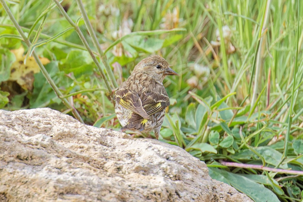 Pine Siskin - ML622414674