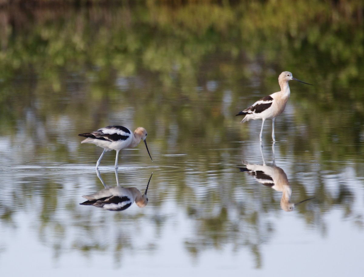 American Avocet - ML622414676