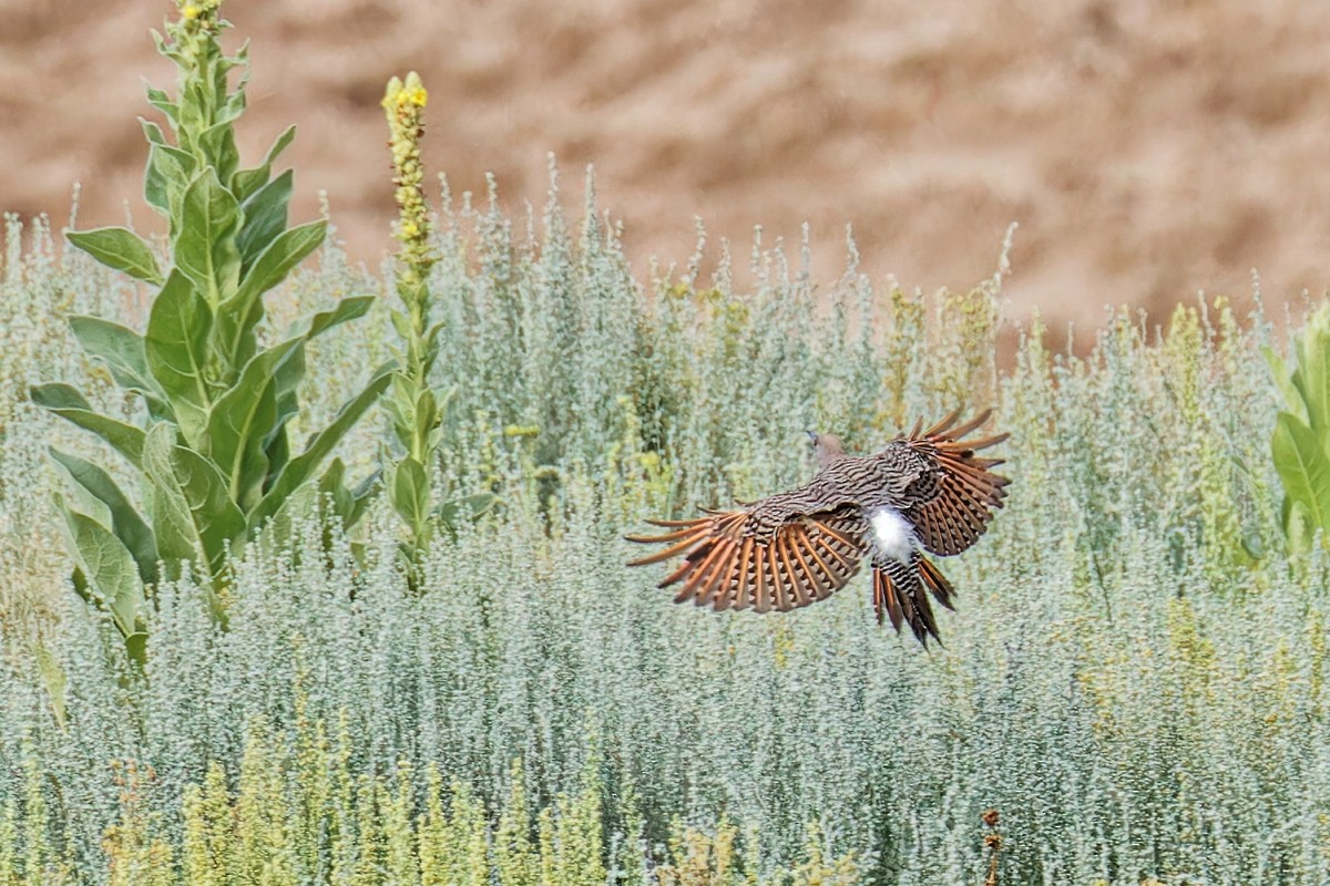 Northern Flicker (Red-shafted) - ML622414680