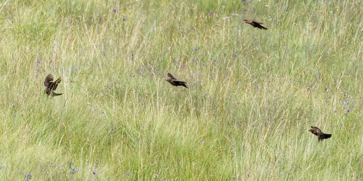 Red-winged Blackbird - ML622414686