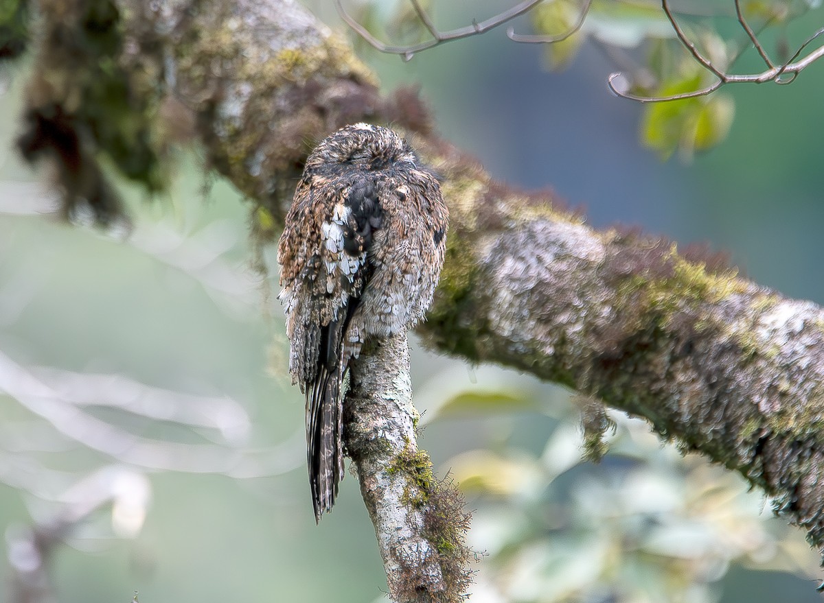 Andean Potoo - ML622414694