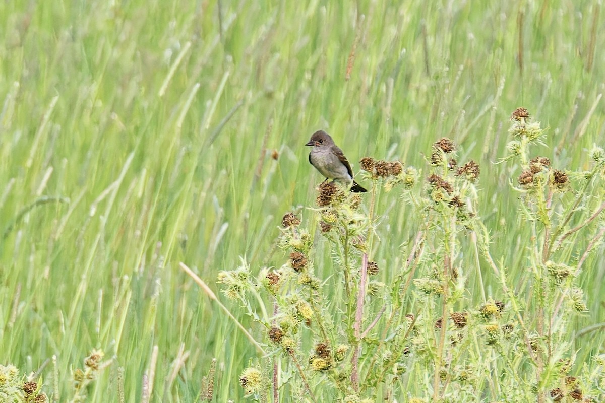 Western Wood-Pewee - ML622414747