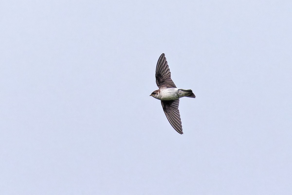 Violet-green Swallow - ML622414752