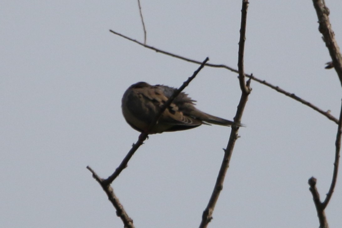 Mourning Dove - ML622414775