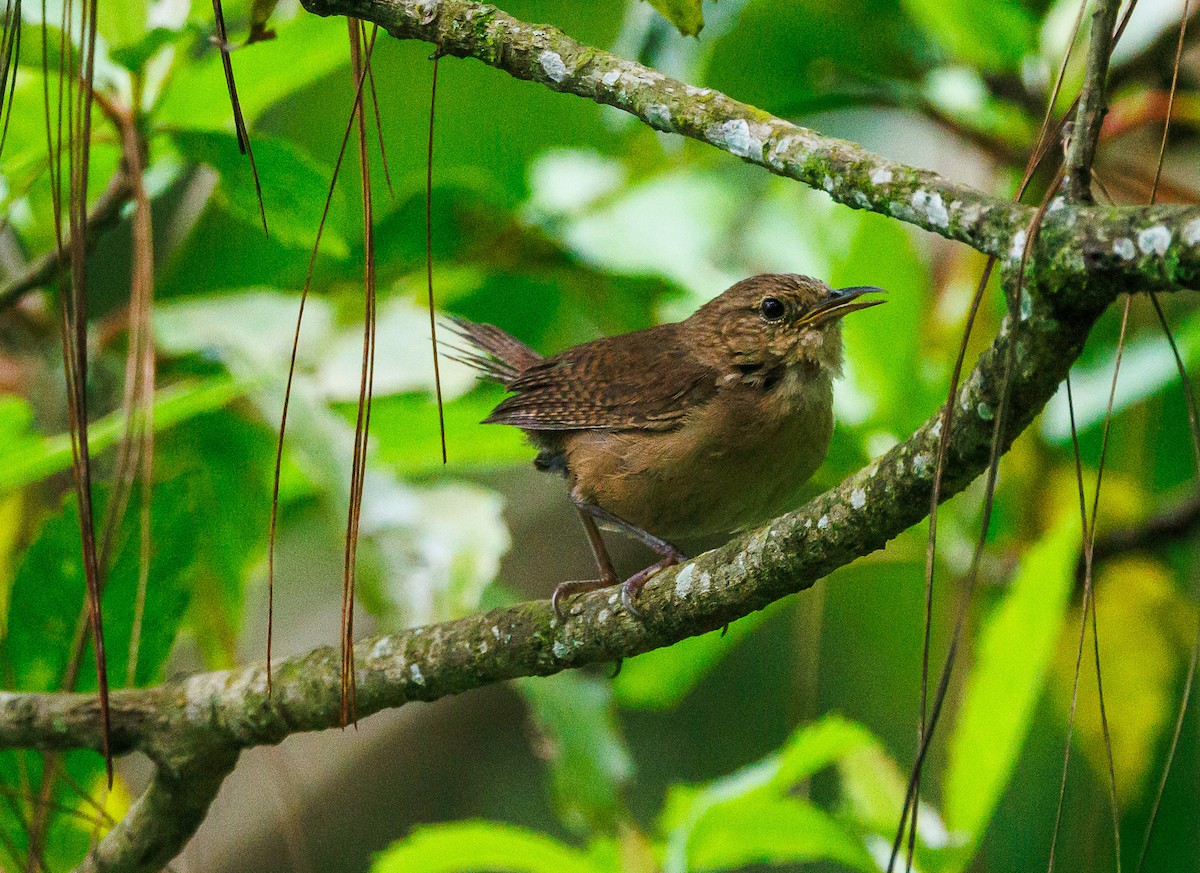 House Wren - ML622414806