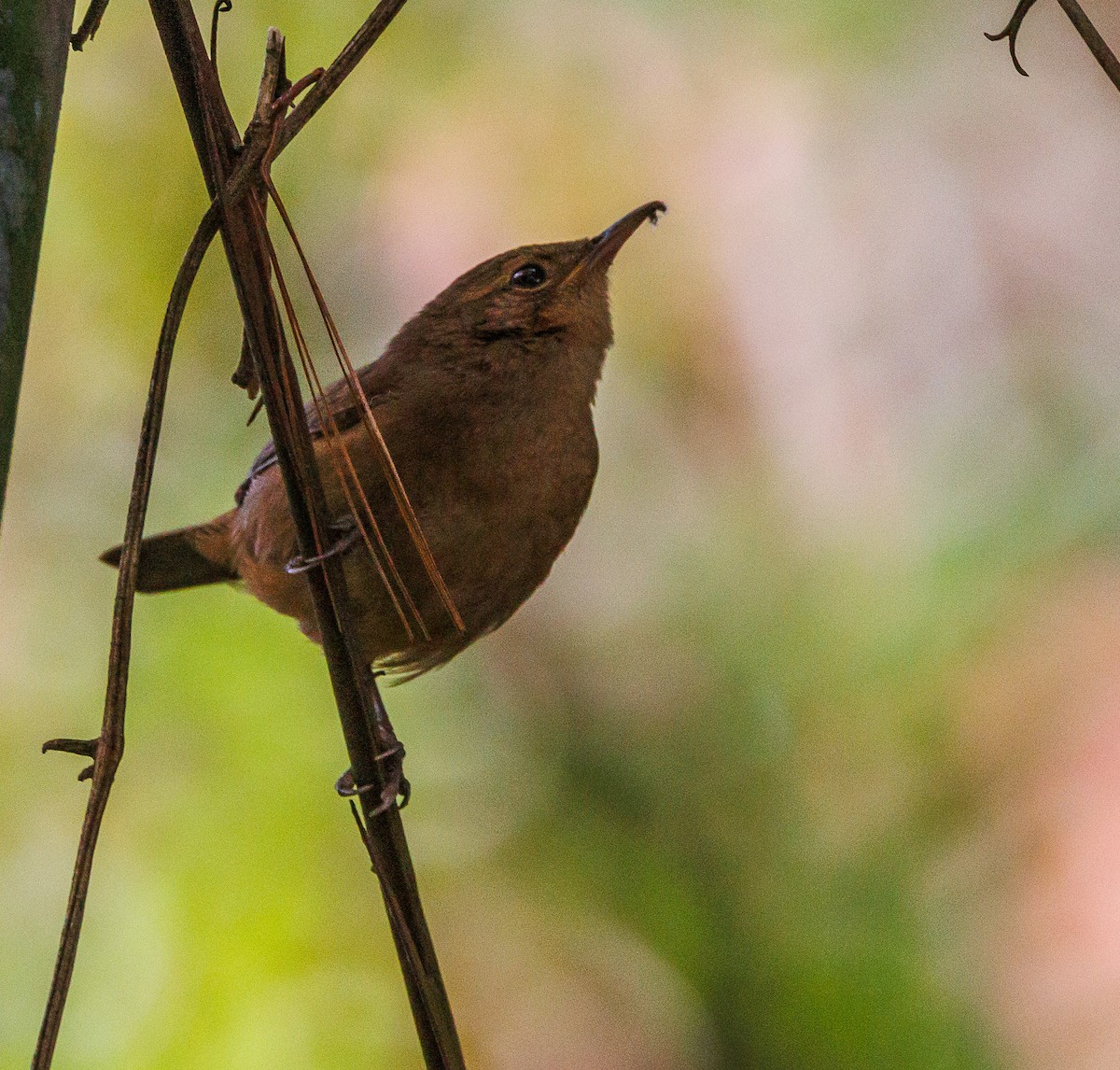 House Wren - ML622414807