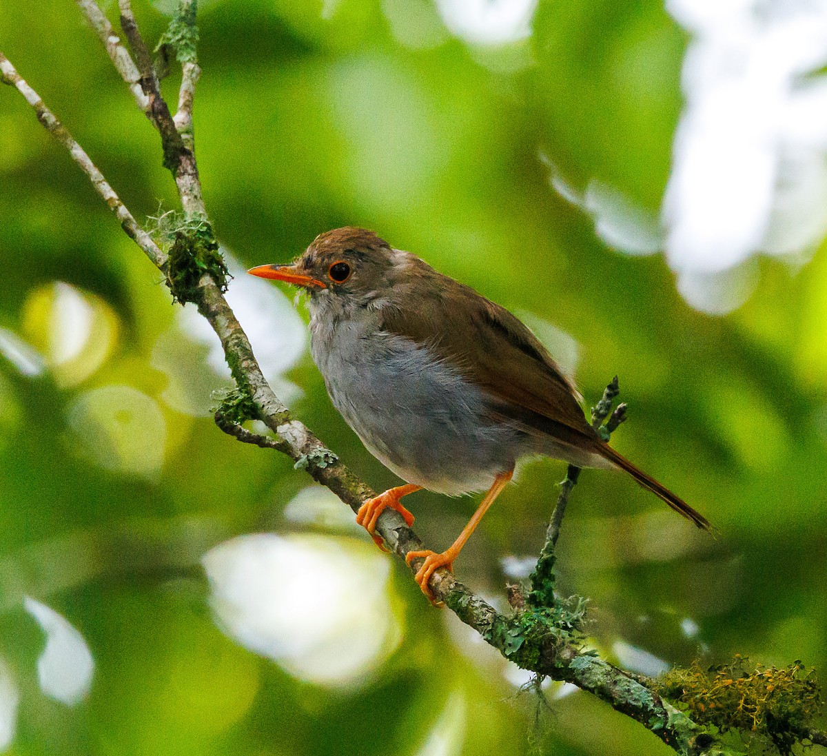 Orange-billed Nightingale-Thrush - ML622414853