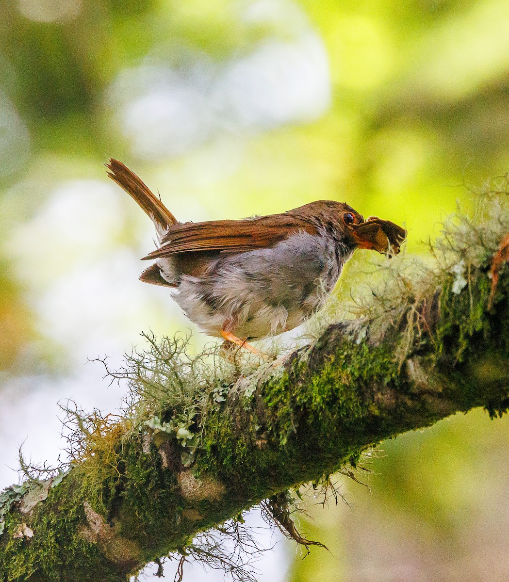 Orange-billed Nightingale-Thrush - ML622414854